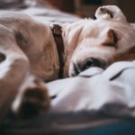 Deri Köpek Tasması