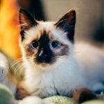 Keçe Kedi Oyuncak Seti