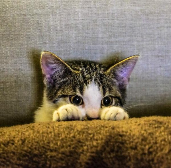 Keçe Kedi Oyuncak Seti