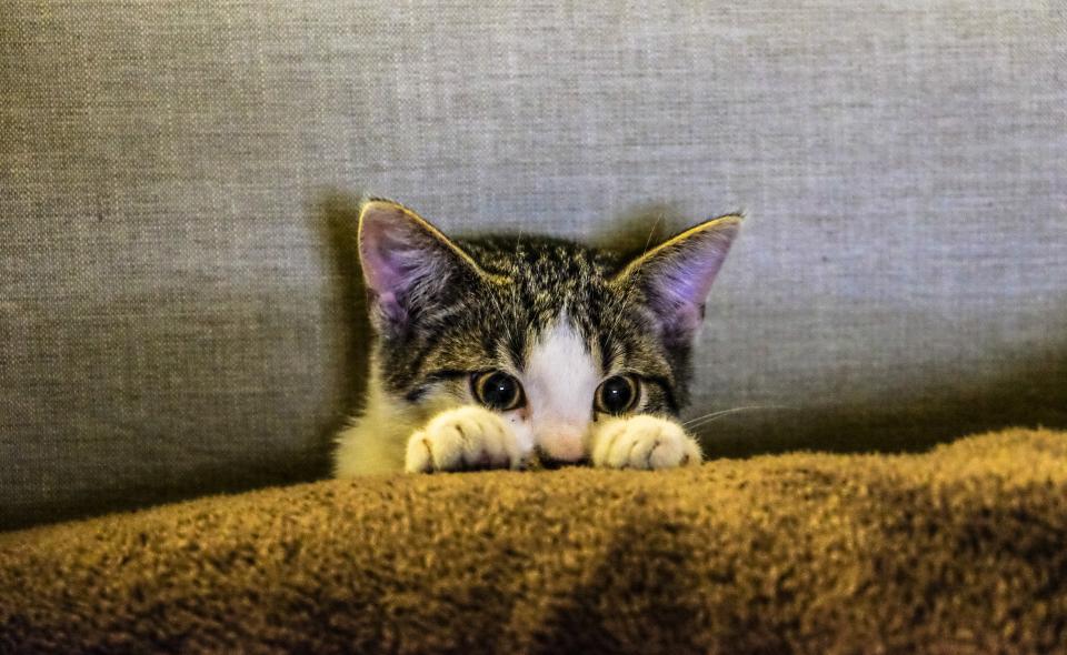 Keçe Kedi Oyuncak Seti
