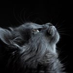 Kedi ve Köpek Yatağı Bulut