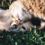 Kedi ve Köpek Yatağı Bulut