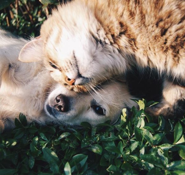 Kedi ve Köpek Yatağı Bulut