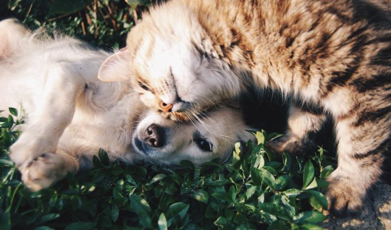 Kedi ve Köpek Yatağı Bulut